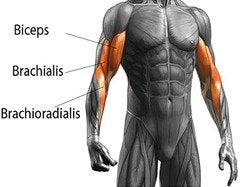 arm dumbbell exercises