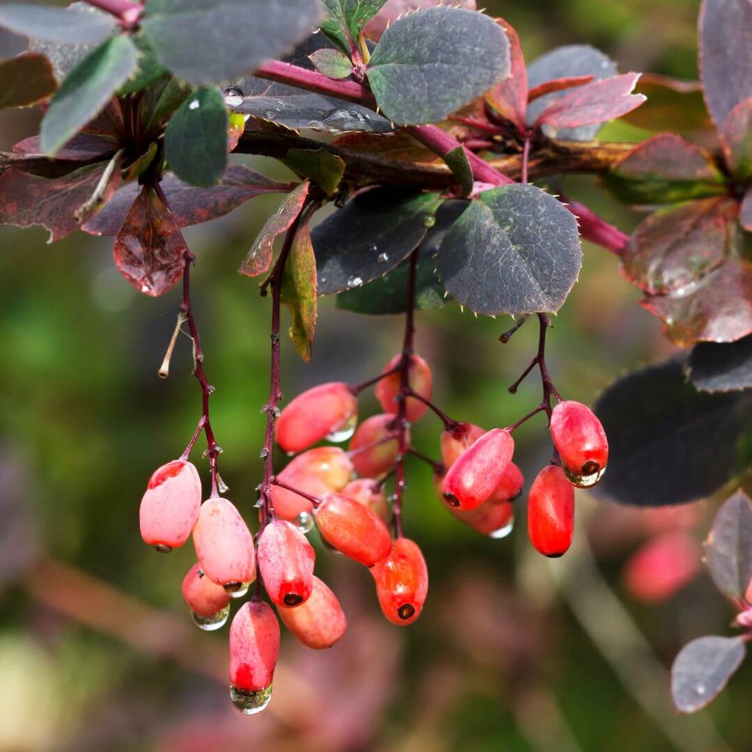 best berberine supplement