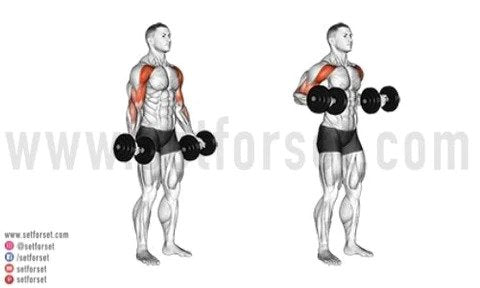 dumbbell drag curl