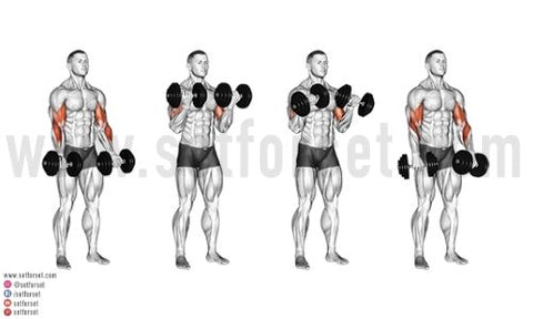 best dumbbell biceps exercises