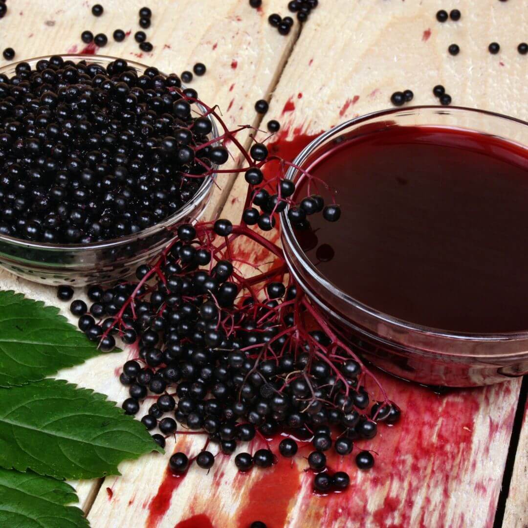 best elderberry supplement