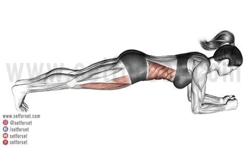 best exercises for rectus abdominis