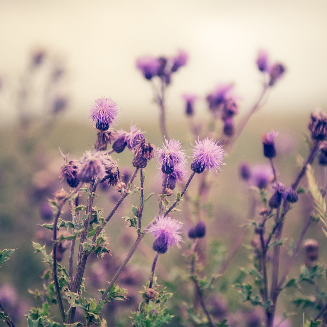 best milk thistle