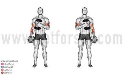 biceps exercises with dumbbells