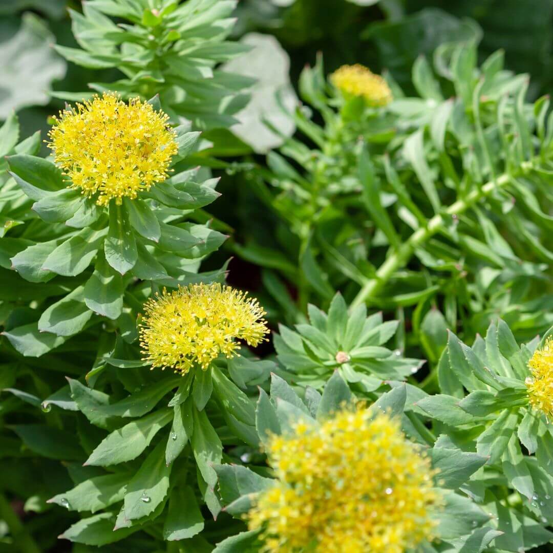 brain supplement rhodiola vitamin