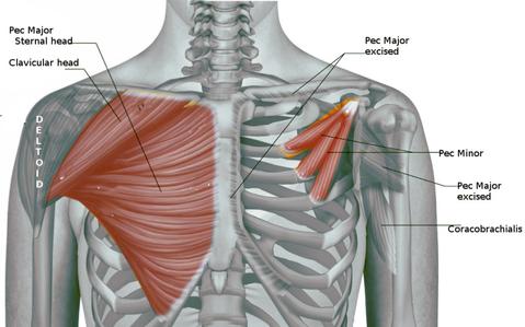 can you isolate the lower chest