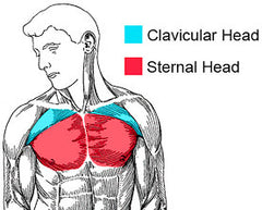 chest workout with dumbbells