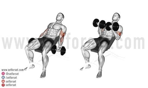 db bicep exercises