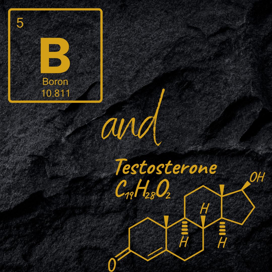 does boron increase testosterone