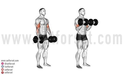 dumbbell biceps curls