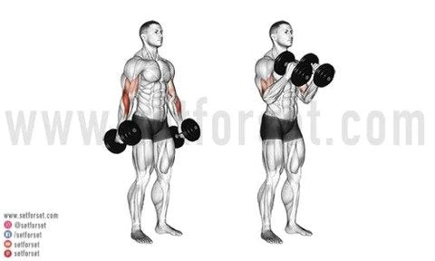 dumbbell hammer curl