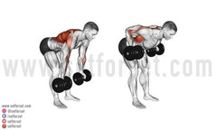 dumbbell exercises for lats