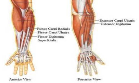 forearm curls