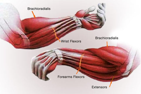 forearm muscle anatomy