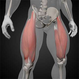 quadriceps muscle