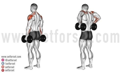 rear delt dumbbell row