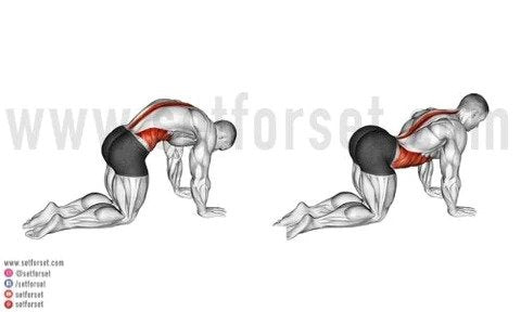 rectus abdominis muscle exercises