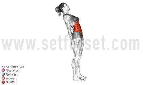 rectus abdominis workouts