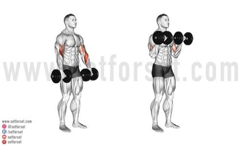 dumbbell reverse biceps curls