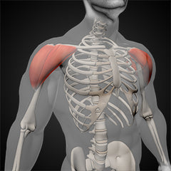 shoulder anatomy