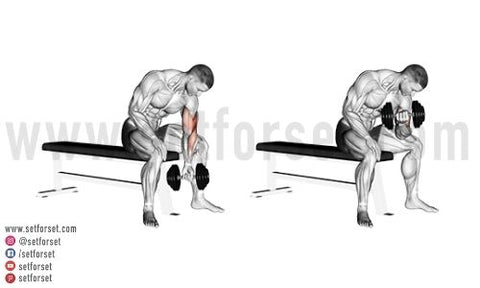 what are the best dumbbell exercises for biceps