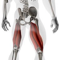 hamstring anatomy