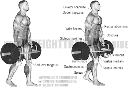 how to increase forearm size