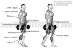 how to train upper trapezius muscle