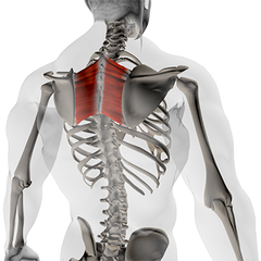 scapula strength exercises